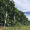 รั้วตาข่าย รั้วเกษตร - <br>รุ่นความสูง 180 ซม. <br>(ยาว 50 เมตร) <br>[อายุการใช้งาน 10-20 ปี*] - Image 6