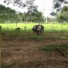 รั้วตาข่าย รั้วเกษตร - <br>รุ่นความสูง 180 ซม. <br>(ยาว 50 เมตร) <br>[อายุการใช้งาน 10-20 ปี*] - Image 5