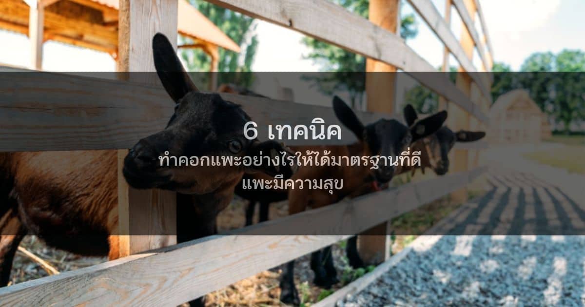 6 เทคนิค ทำคอกแพะอย่างไรให้ได้มาตรฐานที่ดี แพะมีความสุข