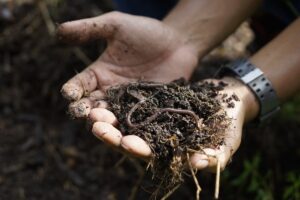 ห่มดิน ช่วยให้พื้นดินชุ่มชื้น มีจุลินทรีย์และสารอาหารอุดมสมบูรณ์