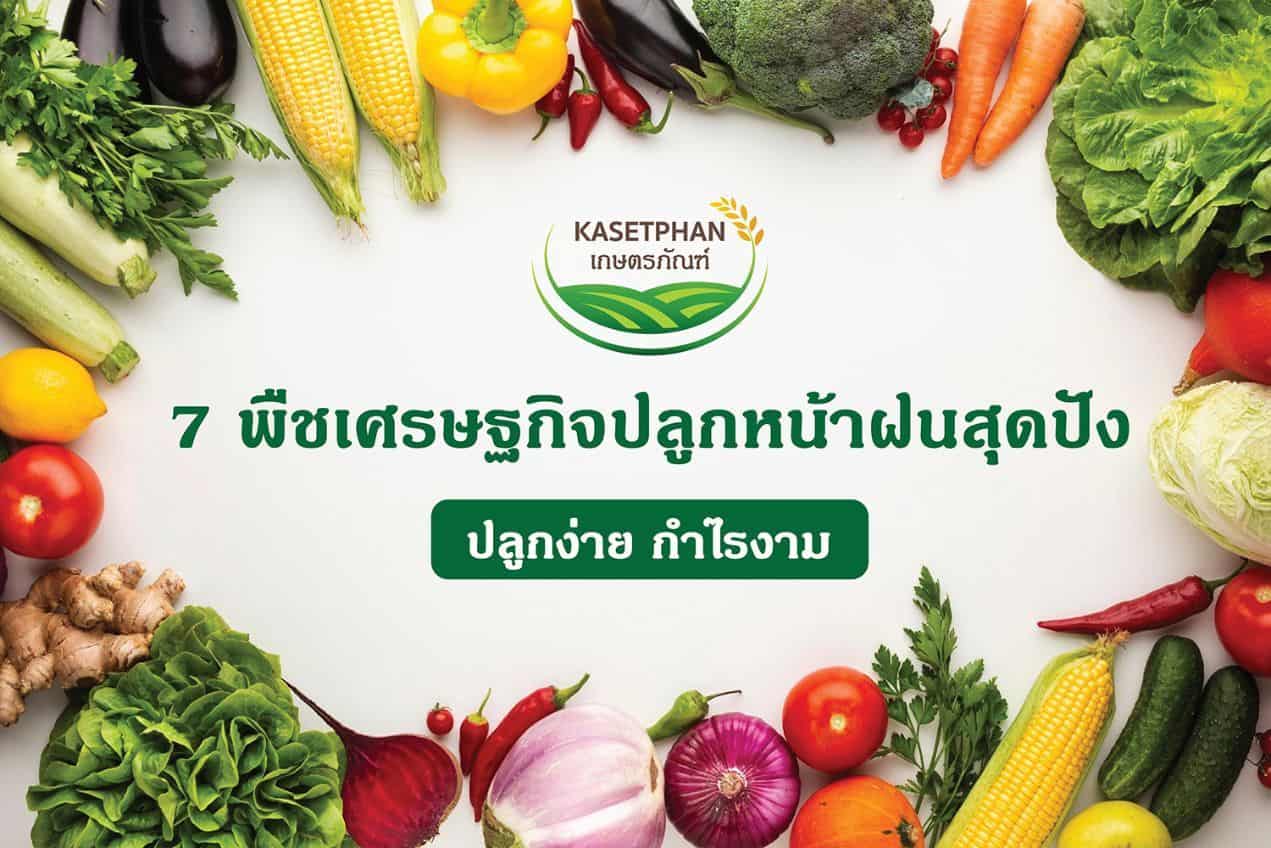 7 พืชเศรษฐกิจปลูกหน้าฝนสุดปัง ปลูกง่าย กำไรงาม