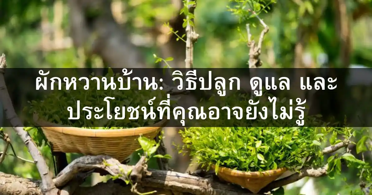 ผักหวานบ้าน วิธีปลูก ดูแล และประโยชน์ที่คุณอาจยังไม่รู้