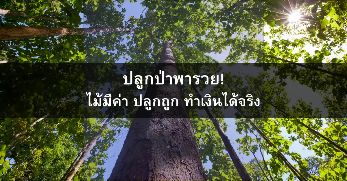 ปลูกป่าพารวย! ไม้มีค่า ปลูกถูกกฎหมาย ทำเงินได้จริง