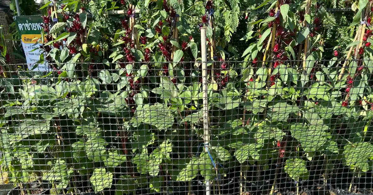 ไอเดียการใช้งานตาข่ายพลาสติก