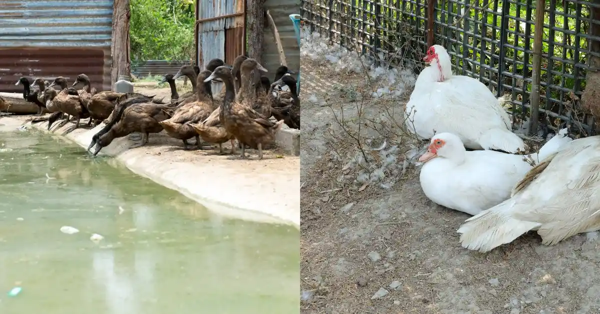 ปัญหาที่พบบ่อยในการเลี้ยงสัตว์ ความเสียหายที่เกิดขึ้น