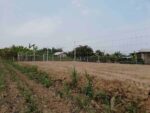รั้วตาข่าย รั้วเกษตร รุ่นความสูง 120 ซม. ลวดหนา 2.5 มม. (ยาว 50 เมตร) [อายุการใช้งาน 10-20 ปี*] - Image 8