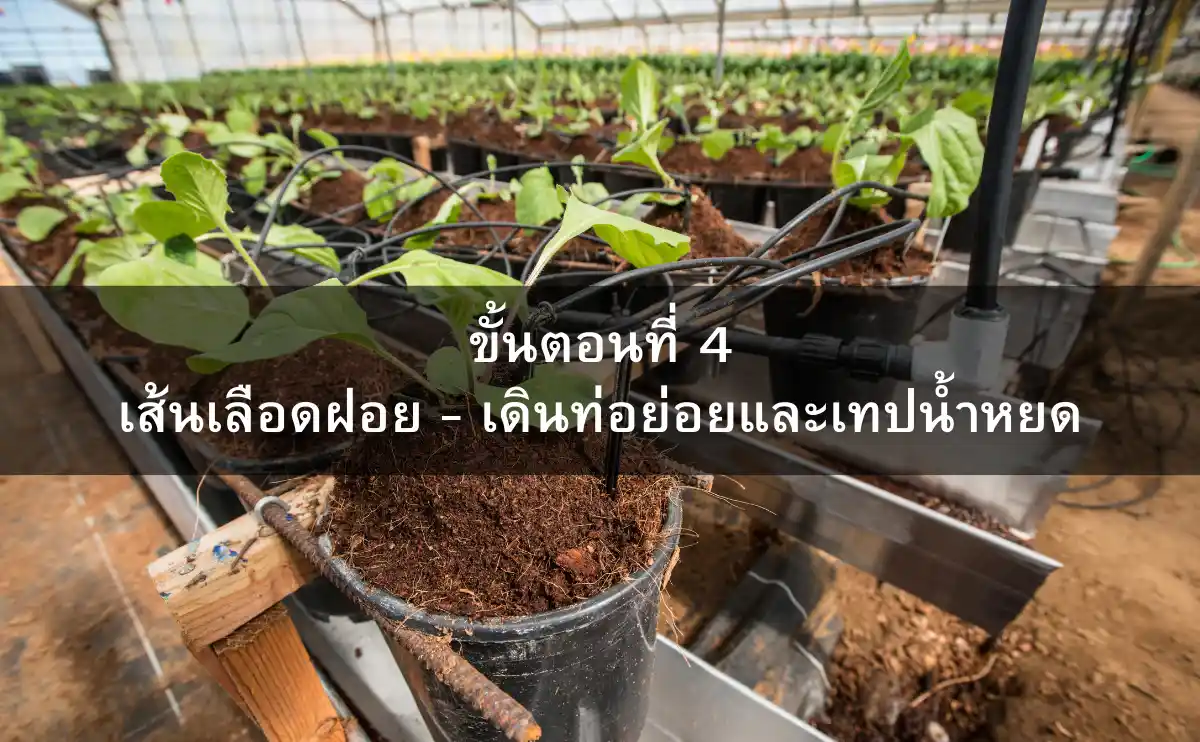 ขั้นตอนที่ 4 เส้นเลือดฝอย - เดินท่อย่อยและเทปน้ำหยด