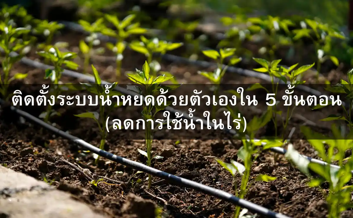 DIY ติดตั้งระบบน้ำหยดด้วยตัวเองใน 5 ขั้นตอน (ลดการใช้น้ำในไร่)