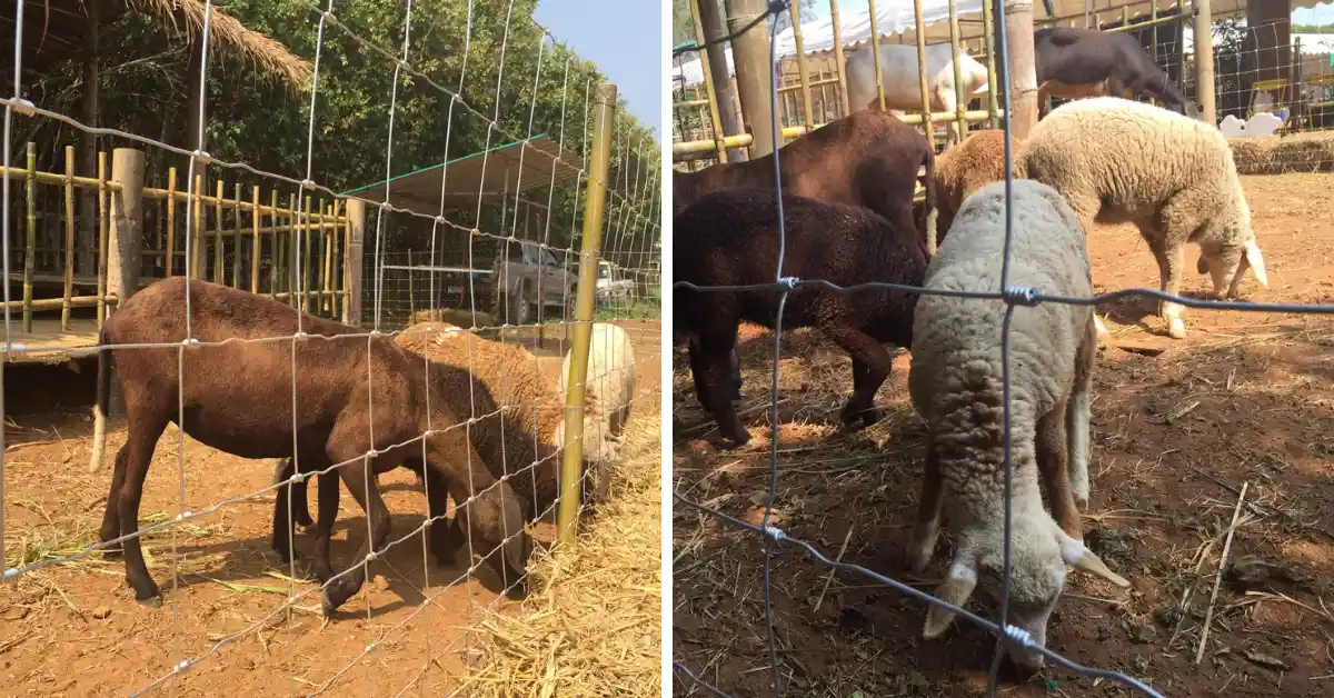 รั้วตาข่ายล้อมปศุสัตว์ (แพะ, แกะ)