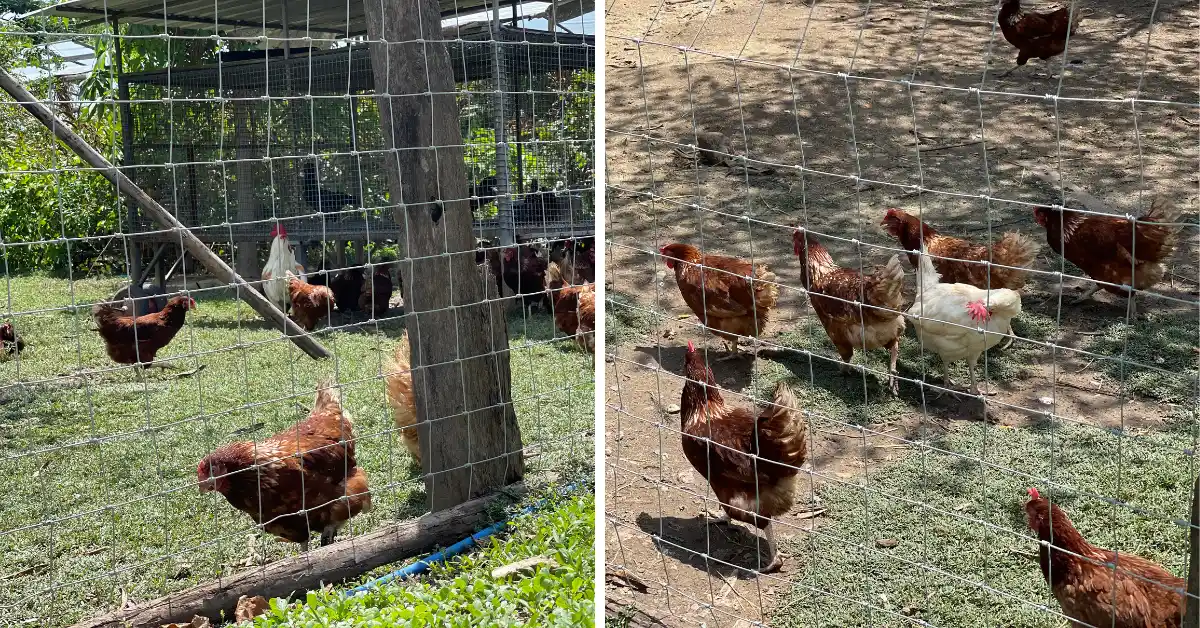 รั้วตาข่ายล้อมสัตว์ปีก (ไก่, เป็ด)