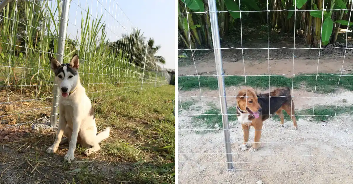 รั้วตาข่ายล้อมสัตว์เลี้ยงขนาดเล็ก (สุนัข)