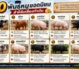 สายพันธุ์หมูเลี้ยง ทำเงิน