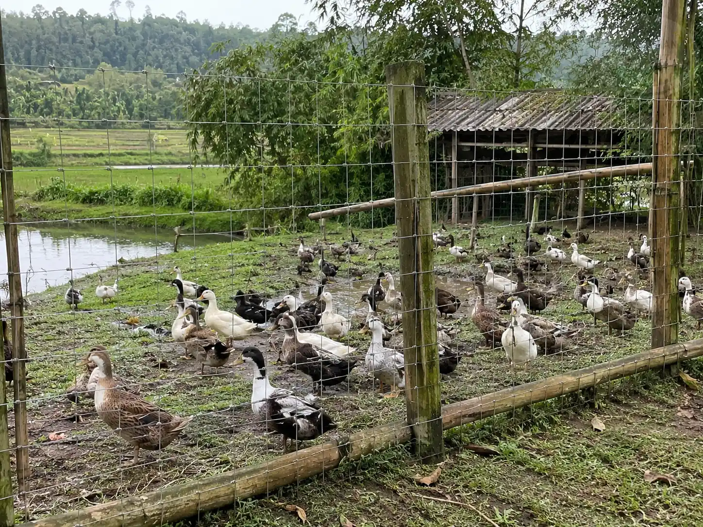 ตัวอย่าง รั้วตาข่ายเกษตรไลท์ถี่พิเศษ 2x4 นิ้ว ล้อมคอกเป็ด