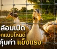 รั้วล้อมเป็ด เลือกแบบไหนดีให้คุ้มค่า แข็งแรง