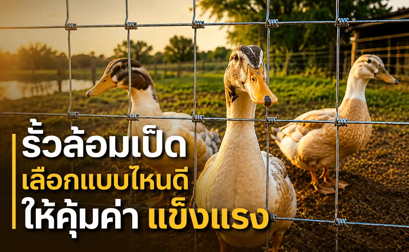 รั้วล้อมเป็ด เลือกแบบไหนดีให้คุ้มค่า แข็งแรง