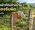 ปกบทความวหลุดเข้าที่ดินข้างบ้าน ใครต้องรับผิด แนะนำวิธีรับมือ