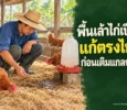 ปกบทความพื้นเล้าไก่เปียก แก้ตรงไหนก่อนเติมแกลบใหม่